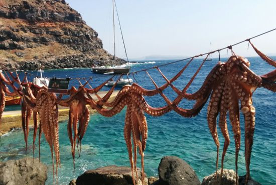 Octopus fishing catch on line