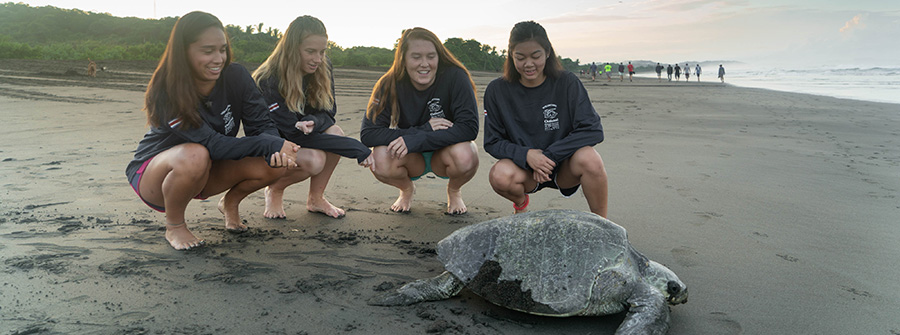 1 of 1, Four students on beach with sea turtle