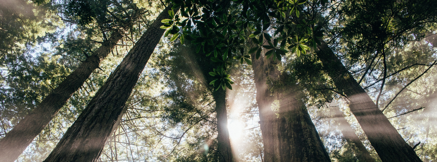 1 of 1, Santa Cruz redwood trees