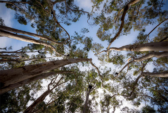 UC San Diego / Stuart Collection - The Wind Garden by Terry Allen - view of tree tops looking up from the ground - a song of the trees