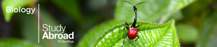 Study Abroad in Biology - text image set against jungle scene